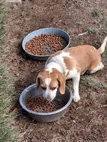 PATSY, a female Beagle for sale in Alamosa, CO – Photo 1 of 3