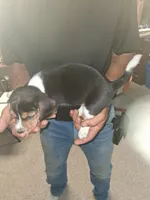 Briar tri female, a female Beagle for sale in Alamosa, CO – 5 of 5