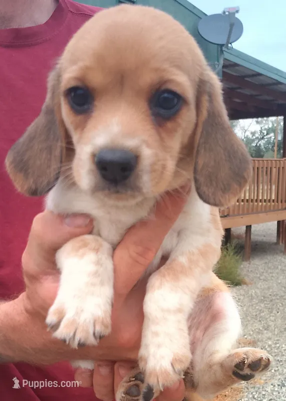 Millie chocolate female – Beagle puppy for sale in Alamosa, CO