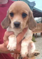Millie chocolate female, a female Beagle for sale in Alamosa, CO – 1 of 4