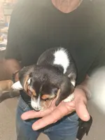 Briar tri female, a female Beagle for sale in Alamosa, CO – 2 of 5