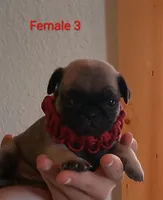 female #3 HOLD, a female Pug for sale in Alamosa, CO – 1 of 1