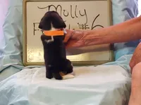 Molly F #6, a female Beagle for sale in Alamosa, CO – Photo 3 of 3