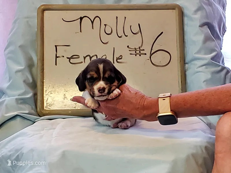 Molly F #6