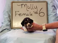 Molly F #6, a female Beagle for sale in Alamosa, CO – Photo 2 of 3