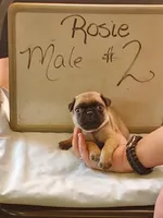 ROSIE MALE #2, a male Pug for sale in Alamosa, CO – Photo 2 of 2