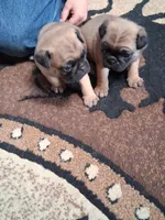 ROSIE MALE #2, a male Pug for sale in Alamosa, CO – Photo 7 of 10