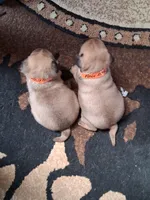 ROSIE MALE #2, a male Pug for sale in Alamosa, CO – Photo 10 of 10