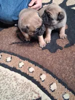 ROSIE MALE #2, a male Pug for sale in Alamosa, CO – Photo 9 of 10