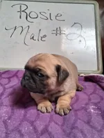 ROSIE MALE #2, a male Pug for sale in Alamosa, CO – Photo 2 of 10