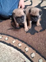 ROSIE MALE #2, a male Pug for sale in Alamosa, CO – Photo 8 of 10