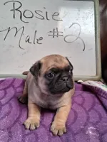 ROSIE MALE #2, a male Pug for sale in Alamosa, CO – Photo 4 of 10