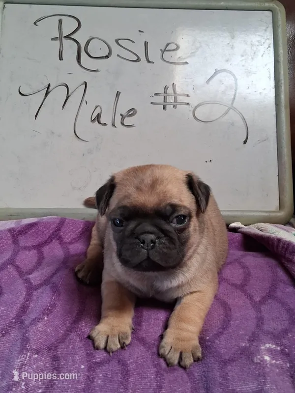 ROSIE MALE #2 – Pug puppy for sale in Alamosa, CO