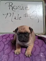 ROSIE MALE #2, a male Pug for sale in Alamosa, CO – Photo 1 of 10