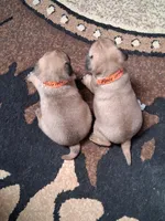 ROSIE MALE #2, a male Pug for sale in Alamosa, CO – Photo 5 of 10
