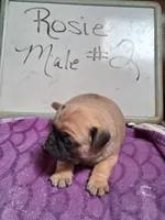 ROSIE MALE #2, a male Pug for sale in Alamosa, CO – Photo 6 of 10