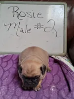 ROSIE MALE #2, a male Pug for sale in Alamosa, CO – Photo 3 of 10
