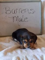 BARRENS MALE, a male Beagle for sale in Alamosa, CO – Photo 1 of 5