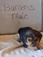 BARRENS MALE, a male Beagle for sale in Alamosa, CO – Photo 2 of 5