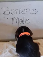 BARRENS MALE, a male Beagle for sale in Alamosa, CO – Photo 4 of 5