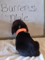 BARRENS MALE, a male Beagle for sale in Alamosa, CO – Photo 5 of 5