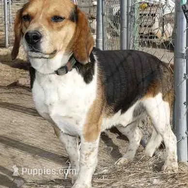 BOWIE – Beagle puppy for sale in Alamosa, CO