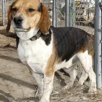 BOWIE, a male Beagle for sale in Alamosa, CO – 1 of 1