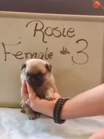 ROSIE FEMALE #3, a female Pug for sale in Alamosa, CO – Photo 1 of 2