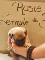 ROSIE FEMALE #3, a female Pug for sale in Alamosa, CO – Photo 2 of 2