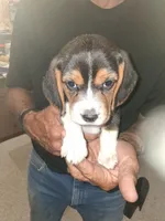 Briar tri female, a female Beagle for sale in Alamosa, CO – 1 of 5