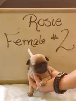 ROSIE FEMALE #2, a female Pug for sale in Alamosa, CO – Photo 2 of 2