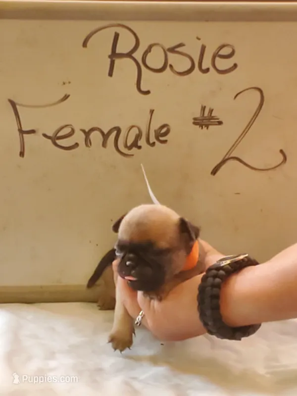 ROSIE FEMALE #2