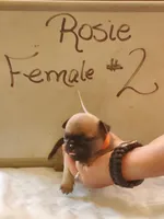 ROSIE FEMALE #2, a female Pug for sale in Alamosa, CO – Photo 1 of 2