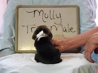 Molly's male, a male Beagle for sale in Alamosa, CO – Photo 2 of 2