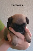female #2  HOLD, a female Pug for sale in Alamosa, CO – 1 of 1