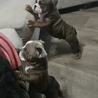 Pibble, a male English Bulldog for sale in Rushville, IN – Photo 1 of 7