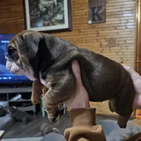 Pibble, a male English Bulldog for sale in Rushville, IN – Photo 2 of 7