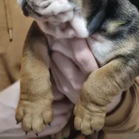 Pibble, a male English Bulldog for sale in Rushville, IN – Photo 6 of 7