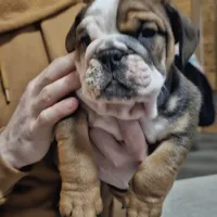 Pibble, a male English Bulldog for sale in Rushville, IN – Photo 5 of 7