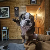 Pibble, a male English Bulldog for sale in Rushville, IN – Photo 3 of 7
