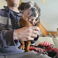 Pibble, a male English Bulldog for sale in Rushville, IN – Photo 4 of 7