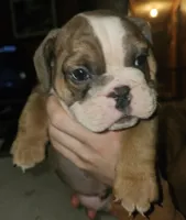 processed/53c55ca0-245a-4bc1-95c7-5fc35331b3a2/listing/49b936c2-5a50-41b3-b012-52d3683e0dcf/f7bf2eeb-e829-43b6-b119-67ed7f202d56