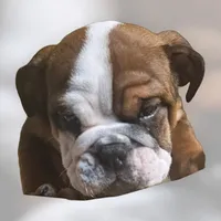 Pibble, a male English Bulldog for sale in Rushville, IN – Photo 7 of 7