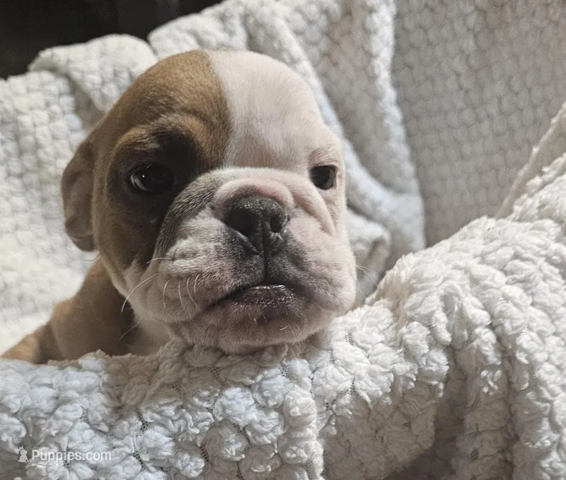 Rudolph – English Bulldog puppy for sale in Rushville, IN