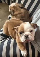 processed/53c55ca0-245a-4bc1-95c7-5fc35331b3a2/listing/cd69d6da-e268-4c64-8d21-37d8031841d3/fb4f41bd-f122-4f1a-9c12-dae2d6b59a7d