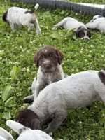 Charlie, a female Wirehaired Pointing Griffon for sale in Honey Brook, PA – 5 of 8