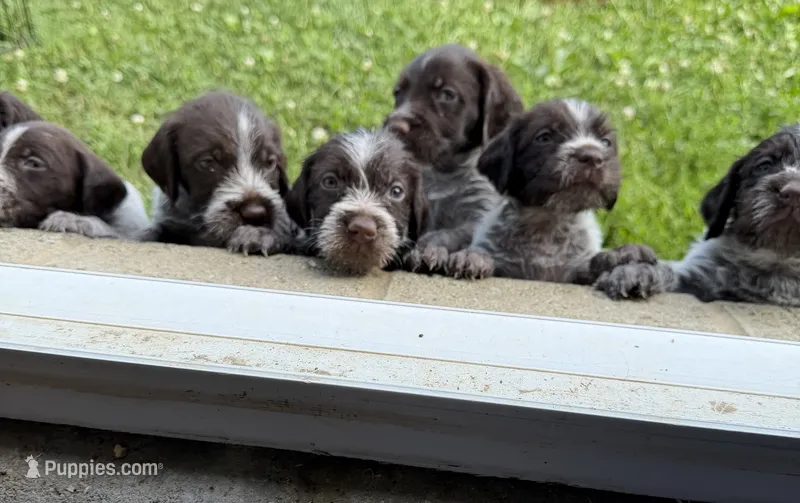 Gracie – Wirehaired Pointing Griffon puppy for sale in Honey Brook, PA