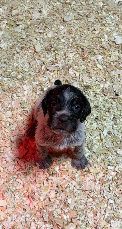 Gracie – Wirehaired Pointing Griffon puppy for sale in Honey Brook, PA
