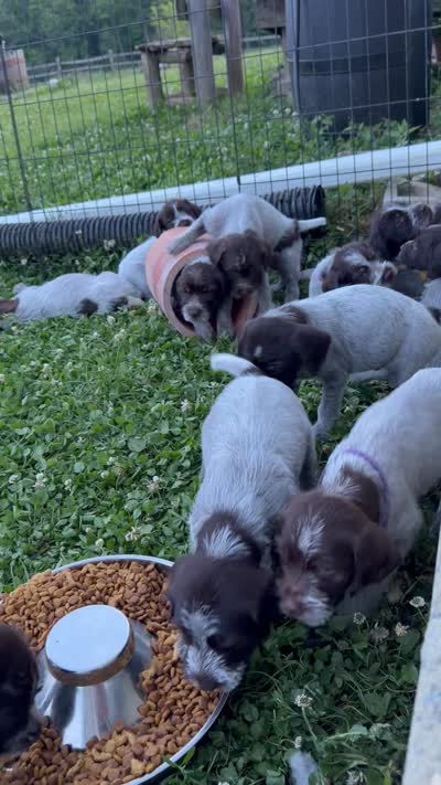 Charlie, a female Wirehaired Pointing Griffon for sale in Honey Brook, PA – 6 of 8