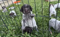 Gracie, a female Wirehaired Pointing Griffon for sale in Honey Brook, PA – 3 of 4